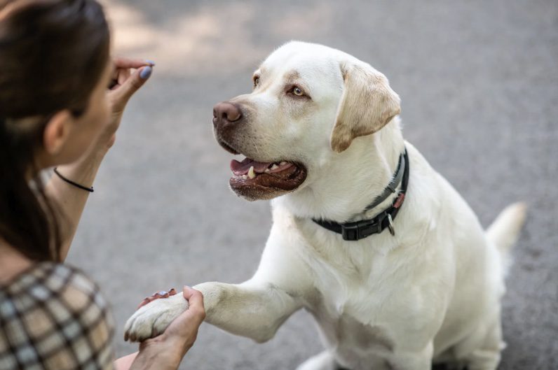 stop dog from humping me - Long Island